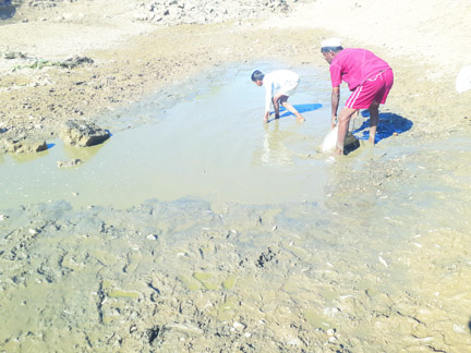 ಬಾಂದರಗಳಲ್ಲಿ ನೀರು ಬತ್ತಿ: ಮೀನುಗಳ ಸಾವು